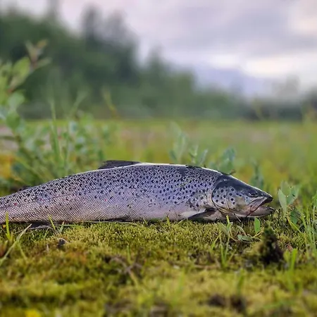 New By In Hunting And Fishing Area Nyaraló Sulitjelmo